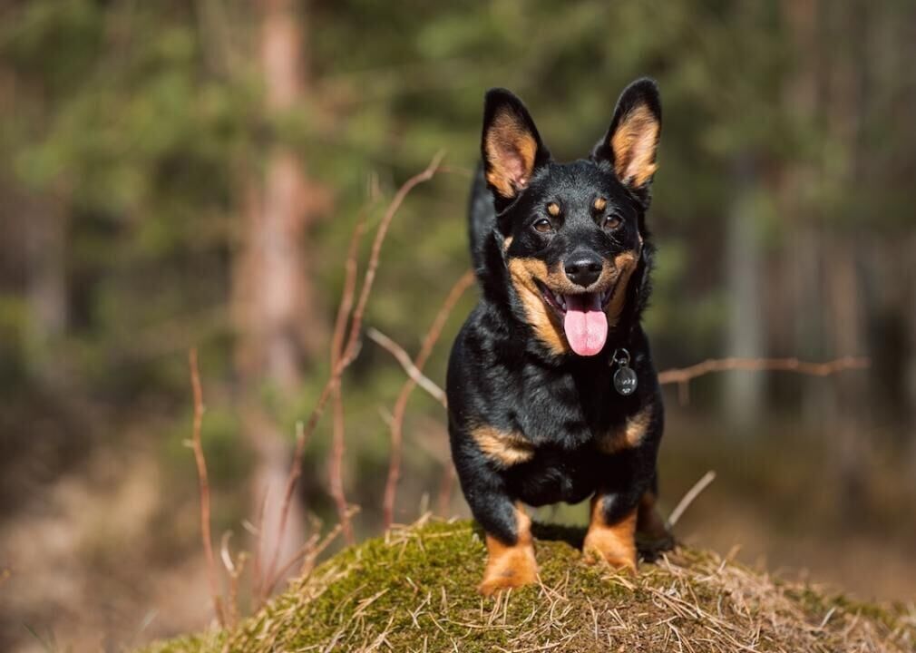 #13. Lancashire heeler